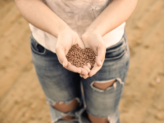 The advantages of buckwheat